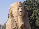 Lupo Egitto 043